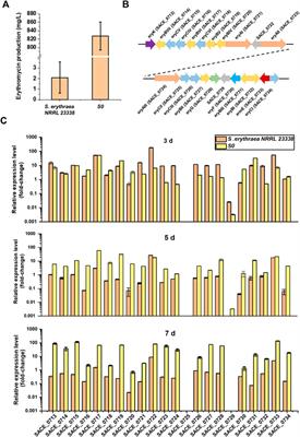 Droplet-Microfluidic-Based Promoter Engineering and Expression Fine-Tuning for Improved Erythromycin Production in Saccharopolyspora erythraea NRRL 23338